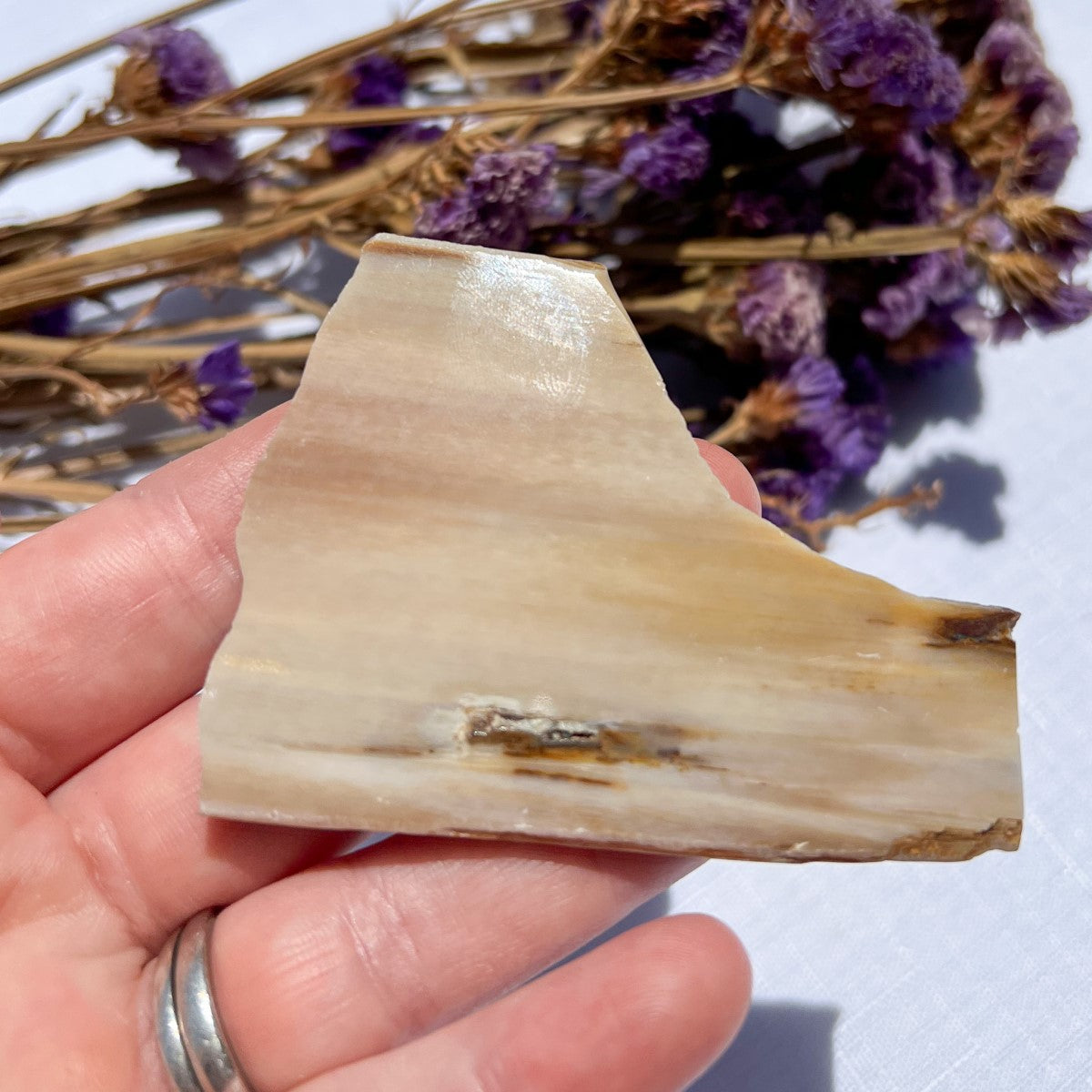 Opalised Petrified Wood Polished Slice