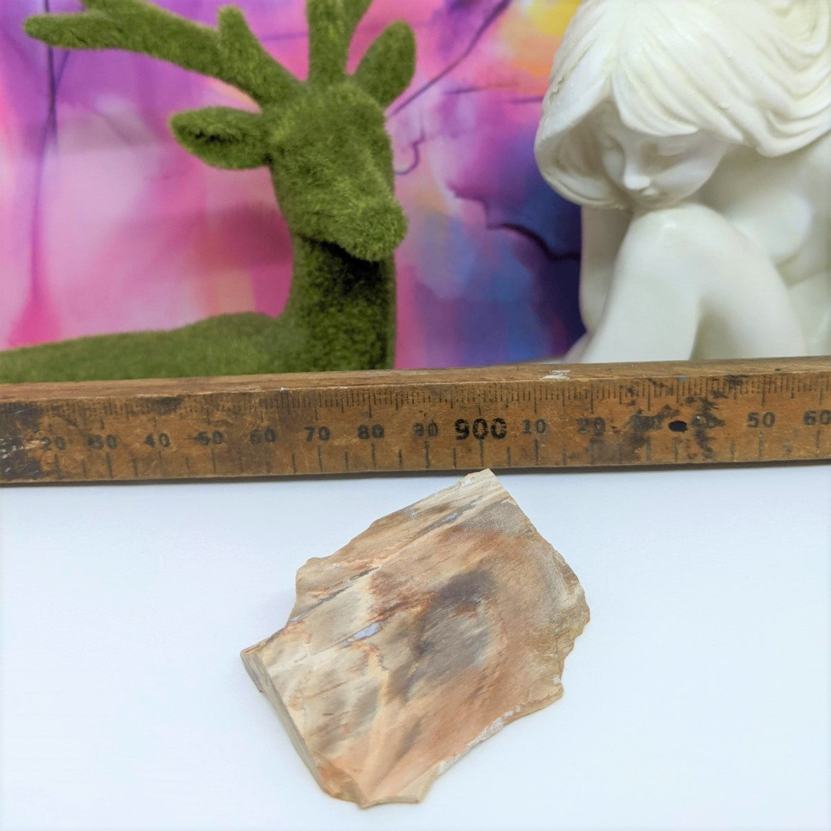 Australian Opalised Petrified Wood Slice