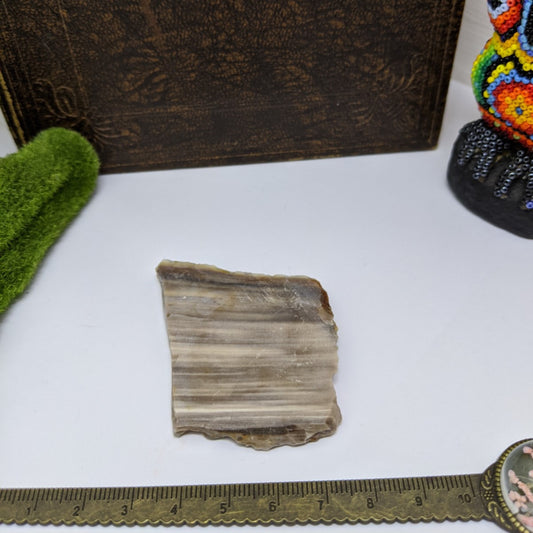 Opalised Petrified Wood Slice.