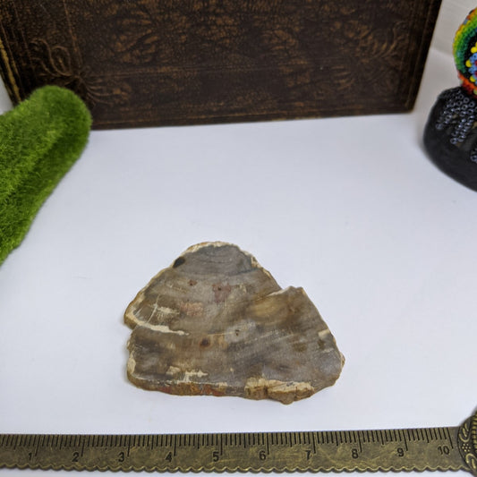 Opalised Petrified Wood Slice.